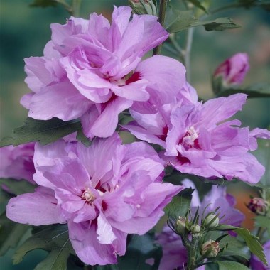 hibiscus ardens